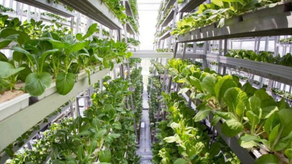 Vertical agriculture innovative technology, in the agricultural field shine!