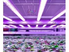 Multi-span Greenhouses - Fully Enclosed Plant Factory